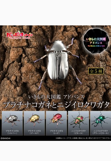 高级生物大图鉴 白金蜣螂 与 彩虹锹甲 展示架套装 | Hpoi手办维基