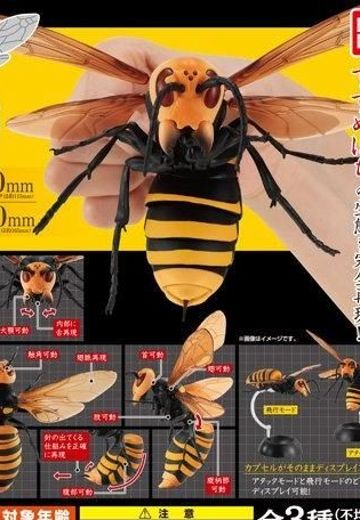 生物大图鉴 胡蜂亚种 | Hpoi手办维基