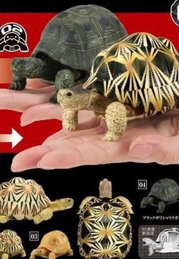 生物大图鉴 陆龟 2 | Hpoi手办维基