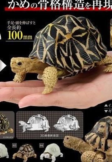 生物大图鉴 陆龟 | Hpoi手办维基