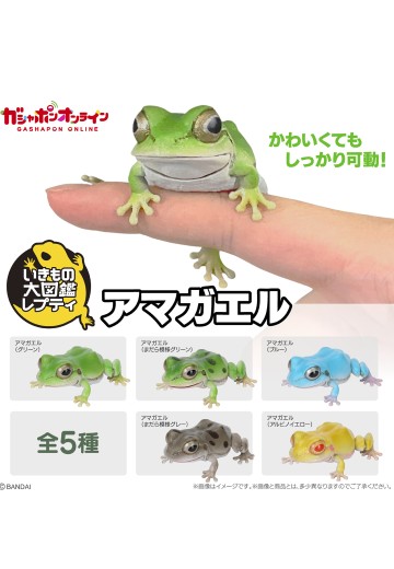 爬行生物大图鉴 东北雨蛙 | Hpoi手办维基