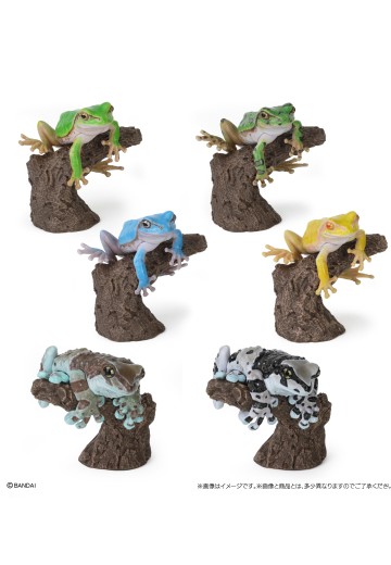 生物大图鉴 卷手指系列 东北雨蛙 与 牛奶树蛙 | Hpoi手办维基