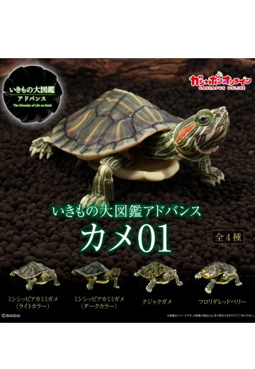 进化生物大图鉴 龟01 | Hpoi手办维基