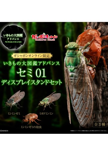 进化生物大图鉴 蝉01 展示架套装 | Hpoi手办维基