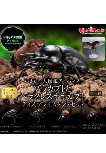 高级生物大图鉴  象兜虫 与 长戟大兜虫 展示架套装 | Hpoi手办维基