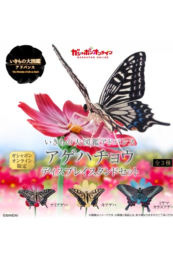 进化生物大图鉴 燕尾蝶 展示架套装 | Hpoi手办维基