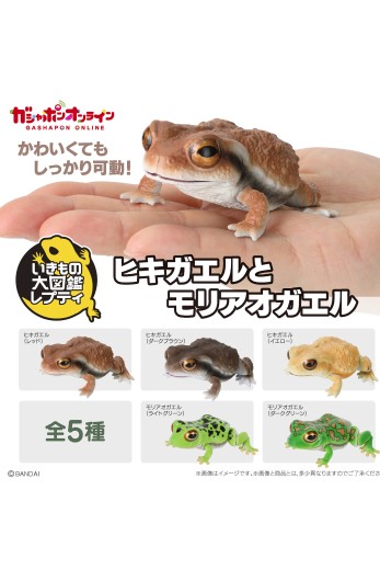 爬行生物大图鉴 蟾蜍 与 森树蛙