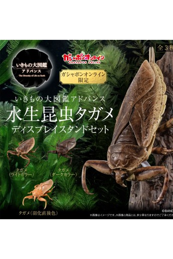 进化生物大图鉴  水生昆虫 田鳖 展示架套装 | Hpoi手办维基