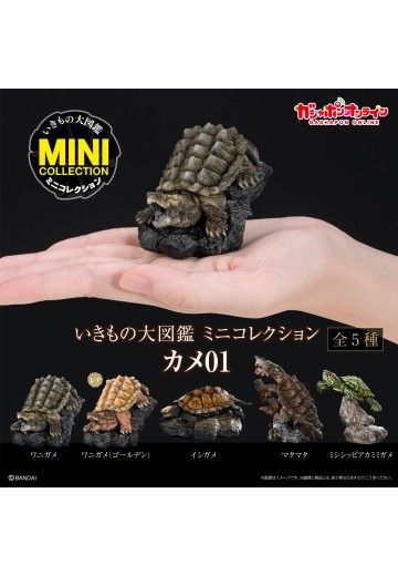 生物大图鉴 迷你系列 龟01