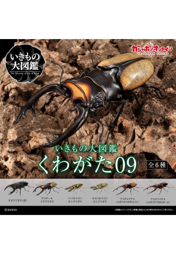 生物大图鉴 锹甲09 | Hpoi手办维基