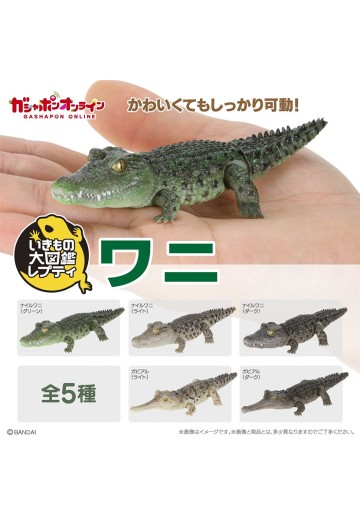 爬行生物大图鉴 鳄鱼