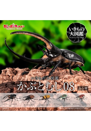 生物大图鉴 甲虫 8 | Hpoi手办维基