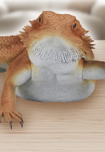 一番赏 爬行动物和两栖动物 ～小小的伙伴～ 最终大奖 鬃狮蜥玩偶 挥臂 | Hpoi手办维基