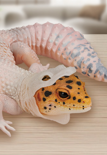 一番赏 爬行动物和两栖动物 ～小小的伙伴～ B奖 豹纹守宫玩偶 ~蜕皮中~