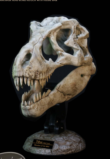 霸王龙 头骨化石 收藏品 | Hpoi手办维基