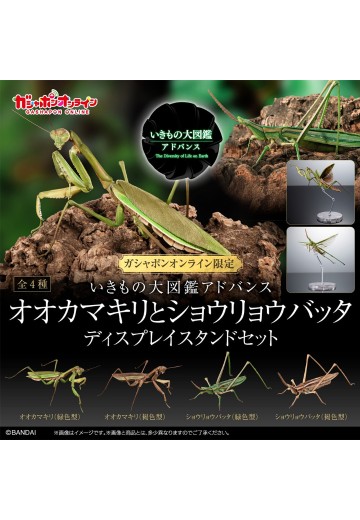 进化生物大图鉴 枯叶螳螂 与 中华剑角蝗 展示架套装 | Hpoi手办维基