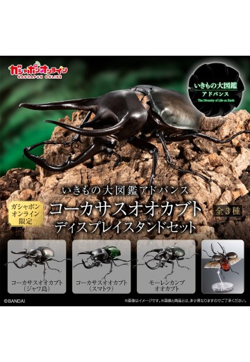 进化生物大图鉴 南洋大兜虫 展示架套装