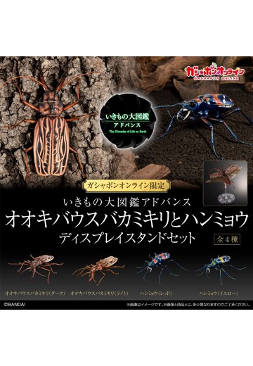 进化生物大图鉴 长牙大天牛 + 虎甲虫 展示架套装