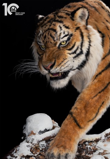 东北虎 1/1博物馆级复制品 | Hpoi手办维基