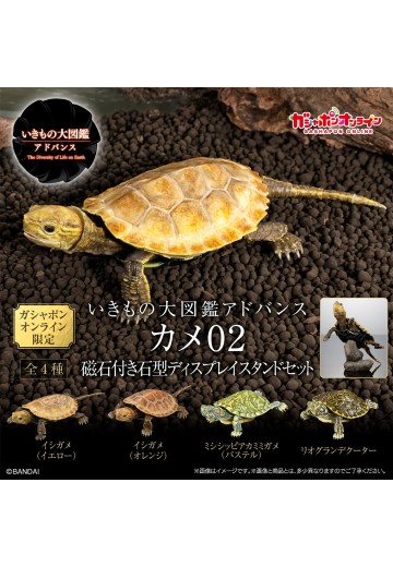 进化生物大图鉴 龟02 附带磁铁的石头形展示架套装 | Hpoi手办维基