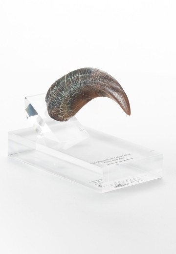 迅猛龙手爪模型复制品 | Hpoi手办维基