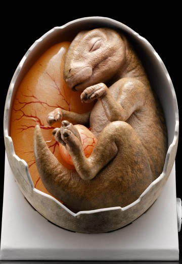 《侏罗纪公园》鸭嘴龙蛋孵化过程 | Hpoi手办维基