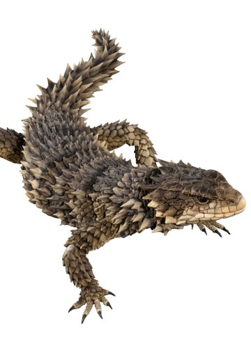 终极生物大图鉴 巨型环尾蜥