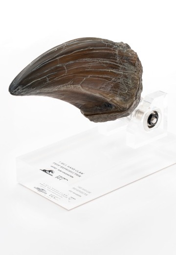 霸王龙手爪道具复制品 | Hpoi手办维基