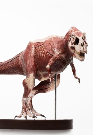 侏罗纪公园 1:12 比例解剖图霸王龙 | Hpoi手办维基