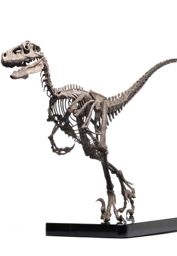 侏罗纪公园1:4 比例迅猛龙青铜雕像 | Hpoi手办维基