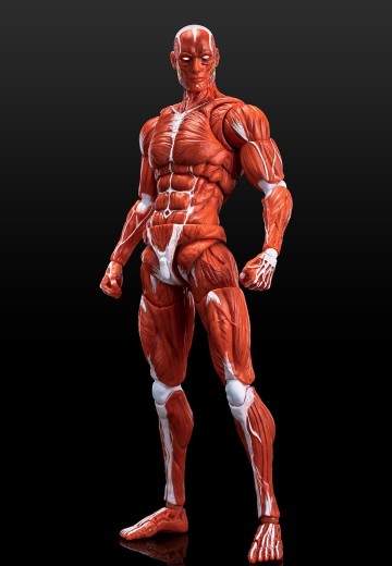 《Human Muscle Model》1:12超可动人偶 红色 | Hpoi手办维基
