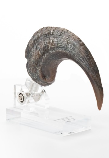 迅猛龙脚爪道具复制品 | Hpoi手办维基