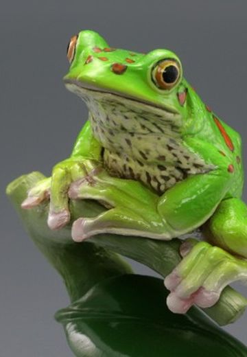 水上精灵 #2-004 森林树蛙 | Hpoi手办维基