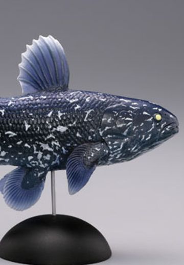 【水上精灵】海洋生物系列Vol.1棘鱼（幼鱼）【#1-002 】