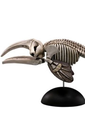 水上精灵 #2-005 露脊鲸（骨骼） | Hpoi手办维基