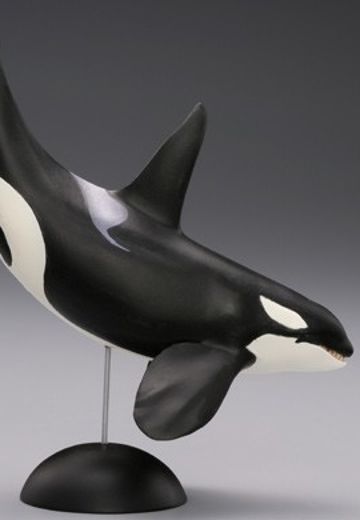 水上精灵 #2-001 虎鲸 | Hpoi手办维基