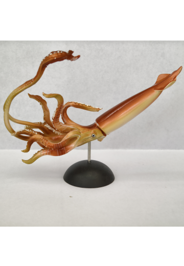 水上精灵 EX 大王乌贼