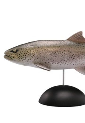 水上精灵 #2-006 远东哲罗鲑鱼 | Hpoi手办维基