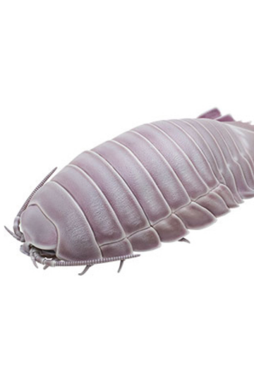 大王具足虫 | Hpoi手办维基