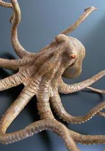 大怪兽系列 奥特Q编 大章鱼 斯塔鲁 彩色版 | Hpoi手办维基