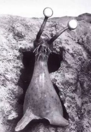 火星怪兽 那麦贡