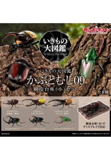 生物大图鉴 独角仙09