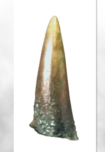 加美拉2 加美拉的牙 复制品 | Hpoi手办维基