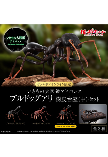 生物大图鉴进阶版 斗牛犬蚁 树皮底座（中号）套装