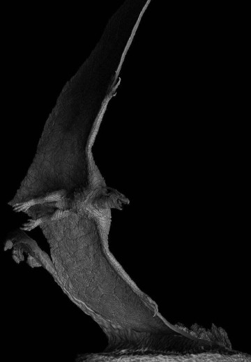 拉顿（2019） | Hpoi手办维基