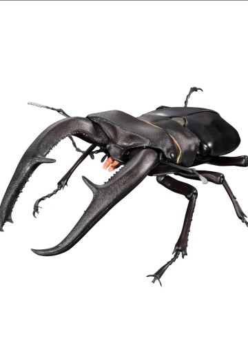 生物大图鉴Premium 巨颚叉角锹形虫（黑色） | Hpoi手办维基