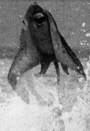 宇宙鳐 博斯丹古