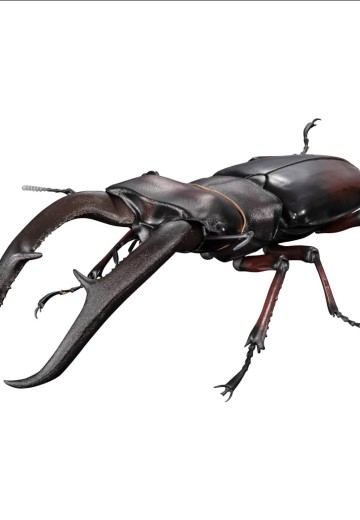 生物大图鉴Premium 巨颚叉角锹形虫（红色） | Hpoi手办维基