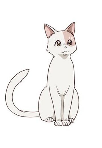 シロタエ