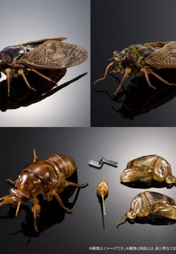 扭蛋 生物大图鉴ADVANCE 蝉02 展示支架套装 | Hpoi手办维基